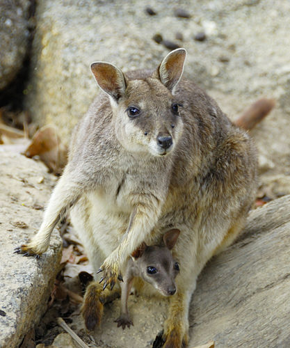 Mareeba rock-wallaby